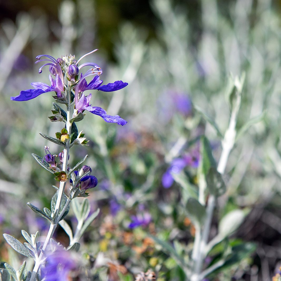 Bret de Zordo - FYGN