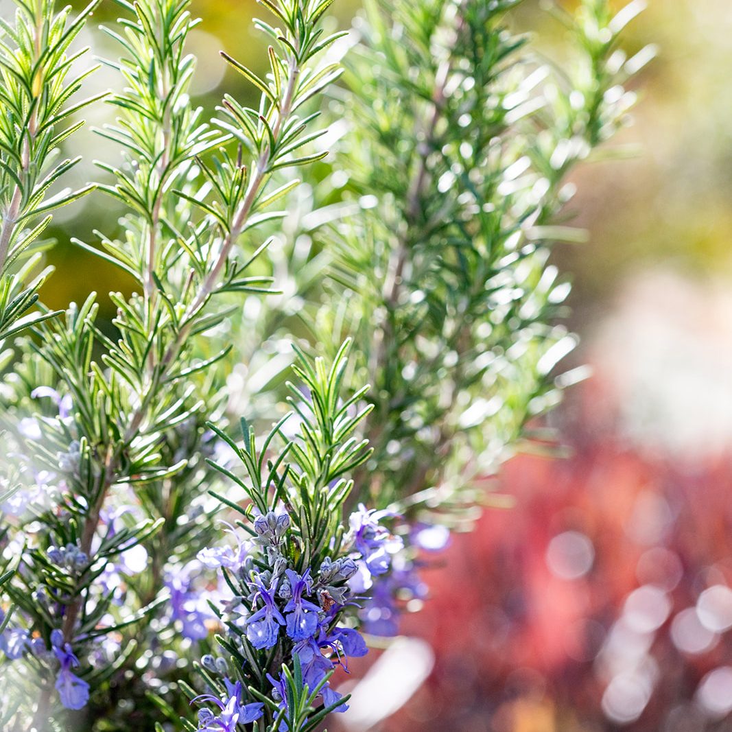 Bret de Zordo - FYGN