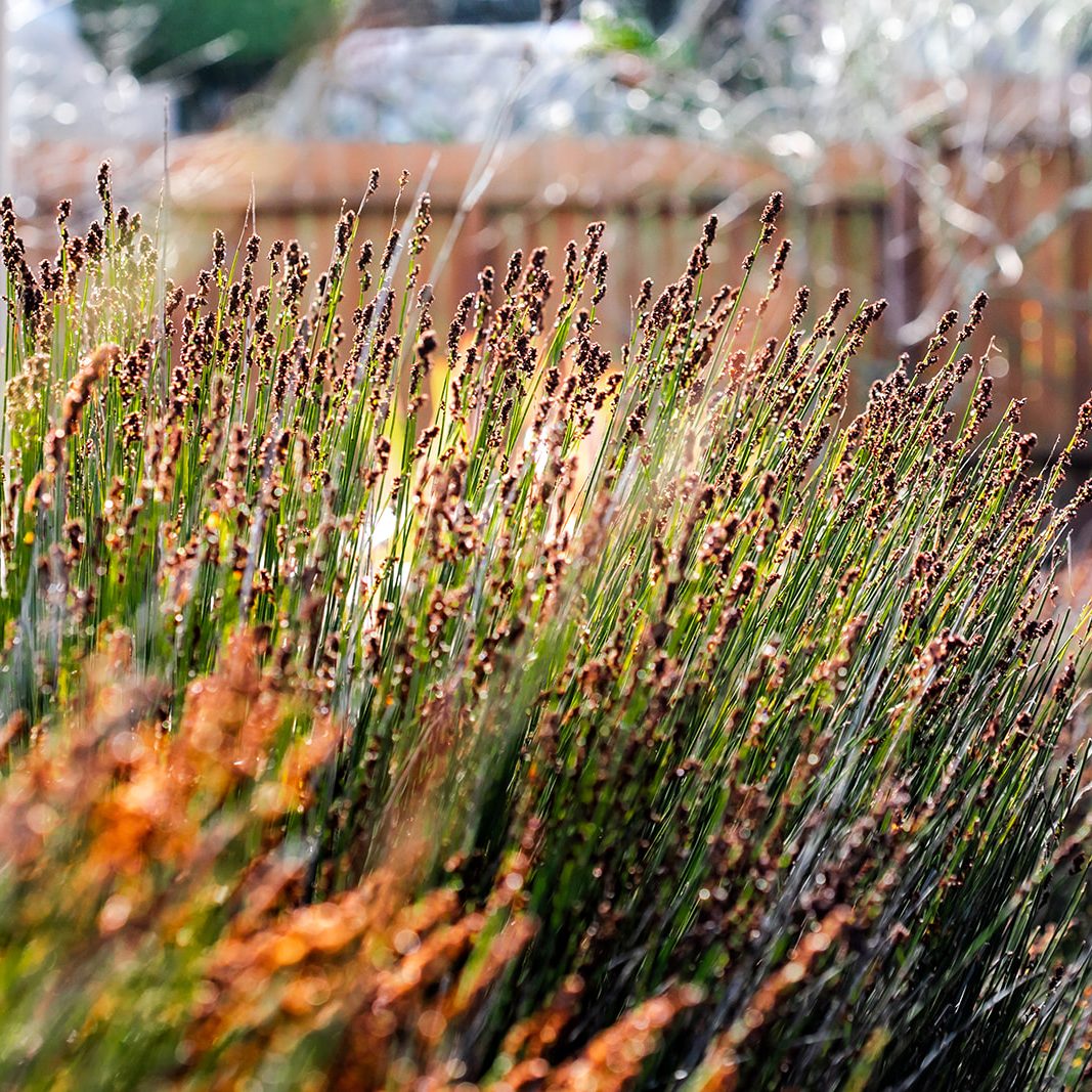 Bret de Zordo - FYGN