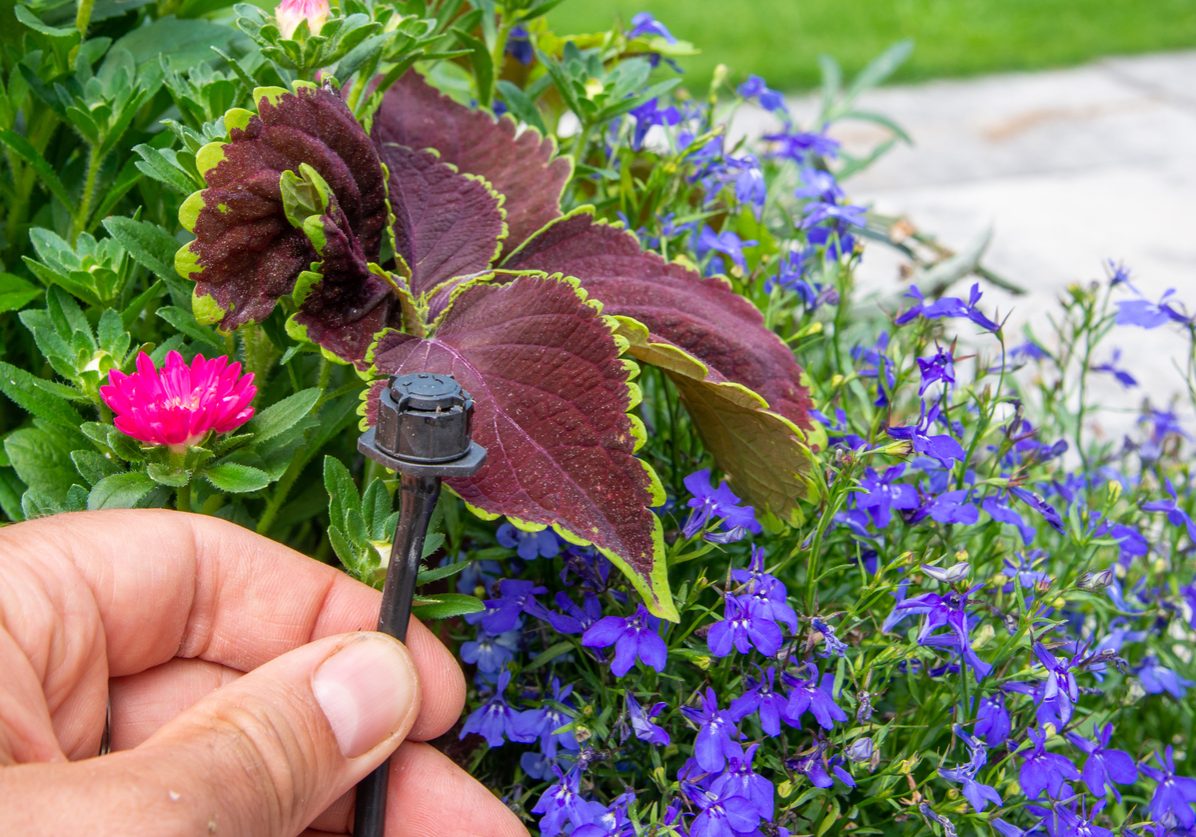 Male hand holding drip irrigation and installing it into the flower pot on garden patio