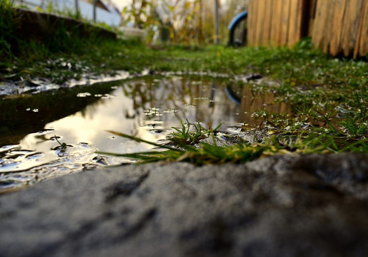 Pooling water on a backyard lawn after heavy rain in San Francisco.